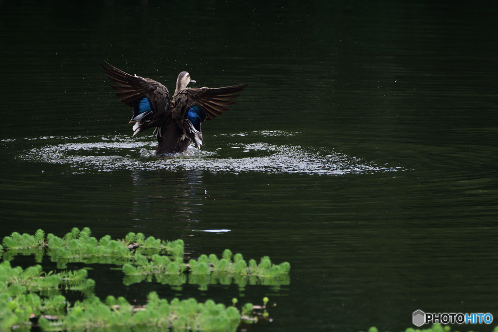 蝶にだってなれるんだからね！