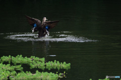 蝶にだってなれるんだからね！