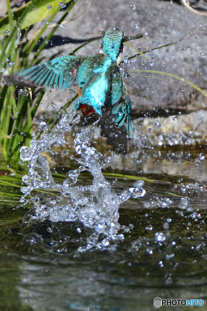 庭園のカワセミ