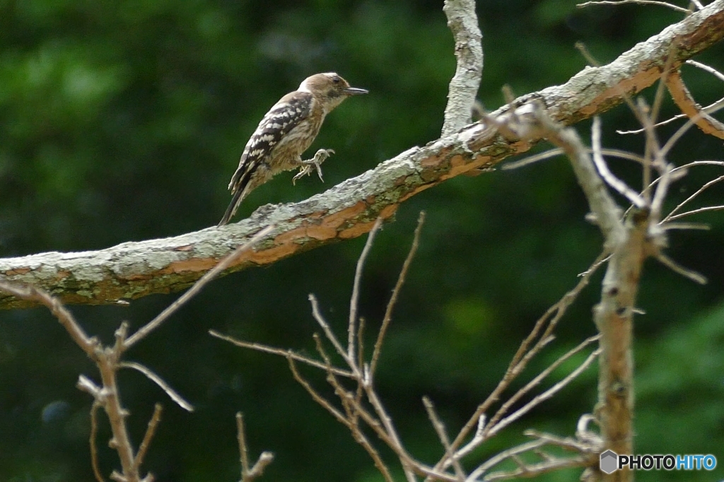 コゲラのジャンプ