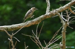 コゲラのジャンプ