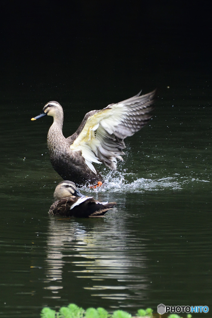 白鳥の湖？