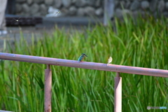 カワセミコラボ