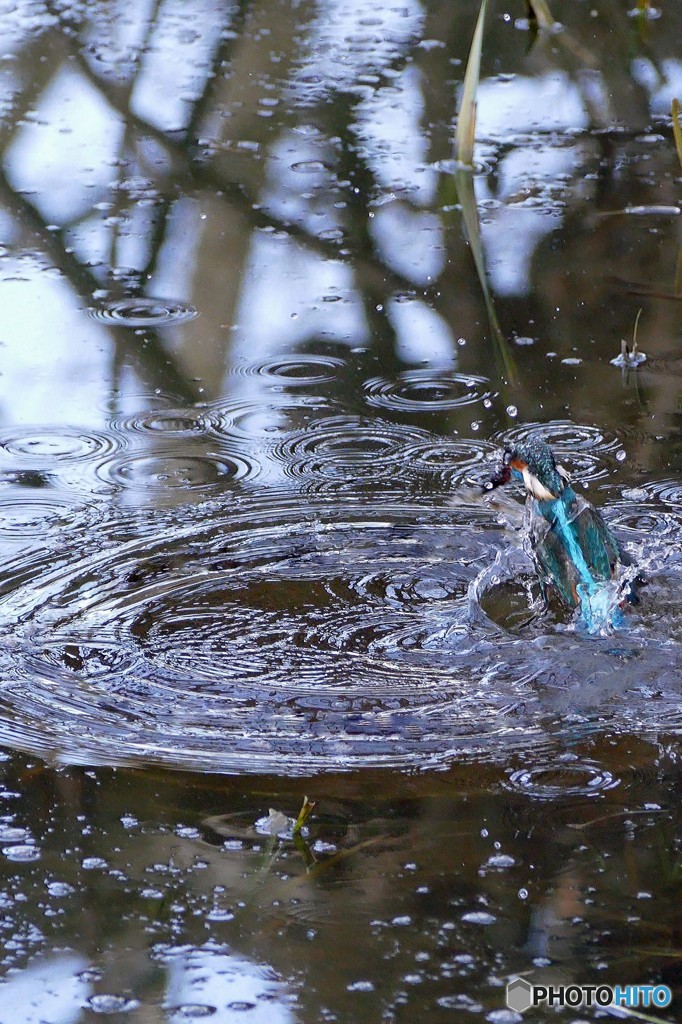 公園のカワセミ