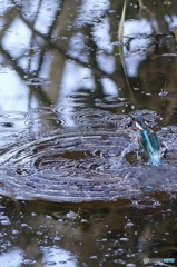公園のカワセミ