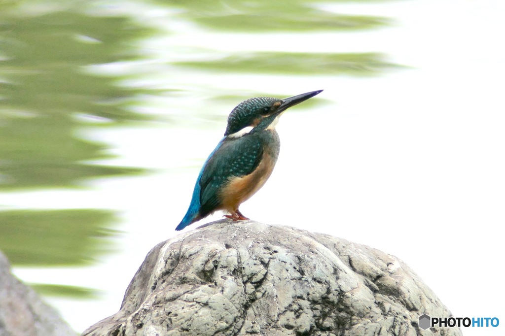 庭園のカワセミ