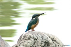 庭園のカワセミ