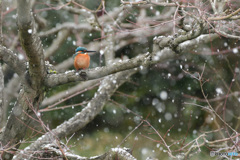 雪カワ