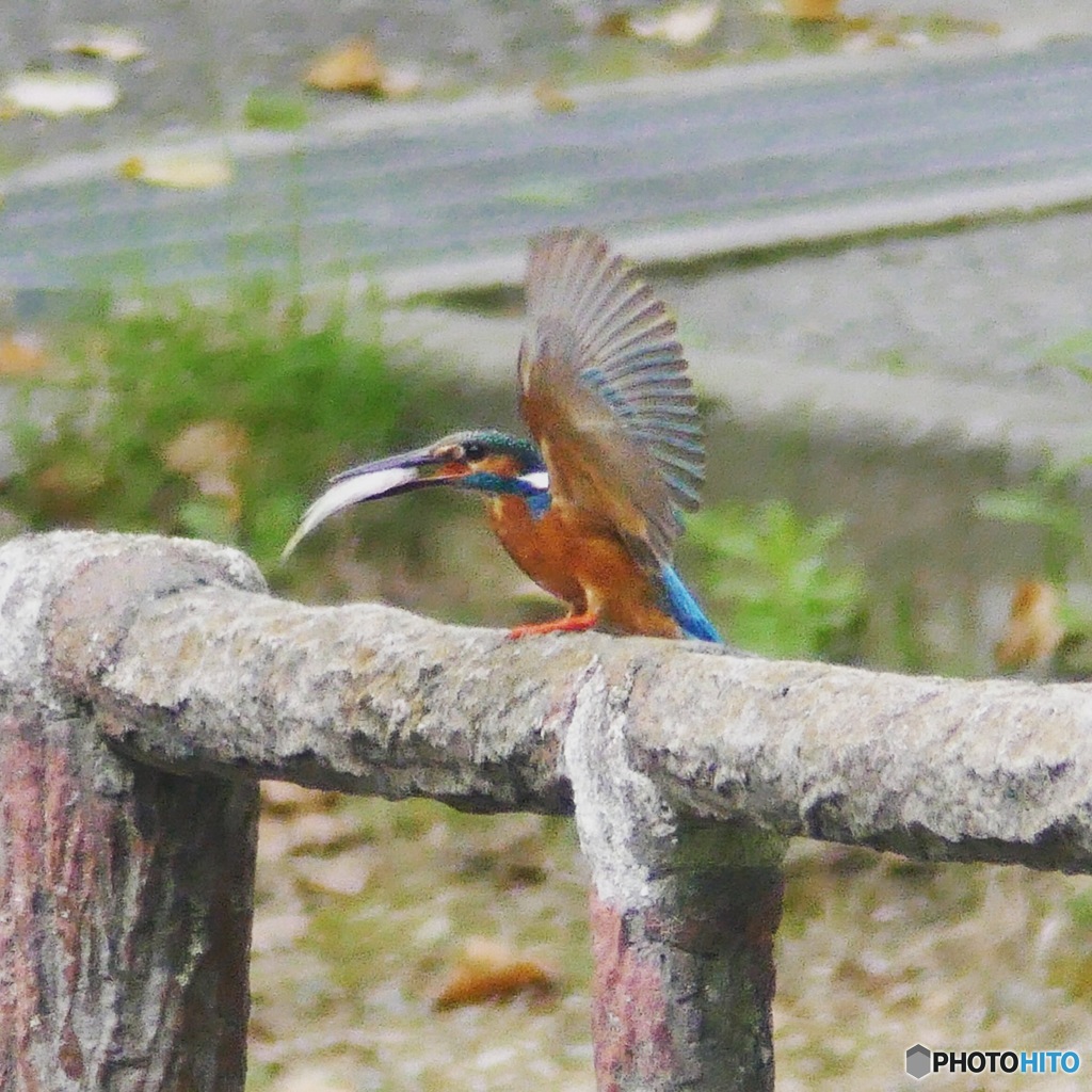 いつもの公園のカワセミ