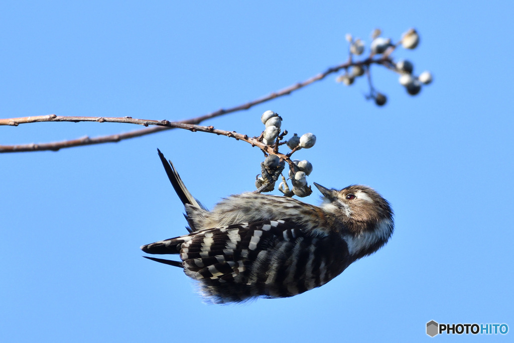 鳥納？撮り納め？