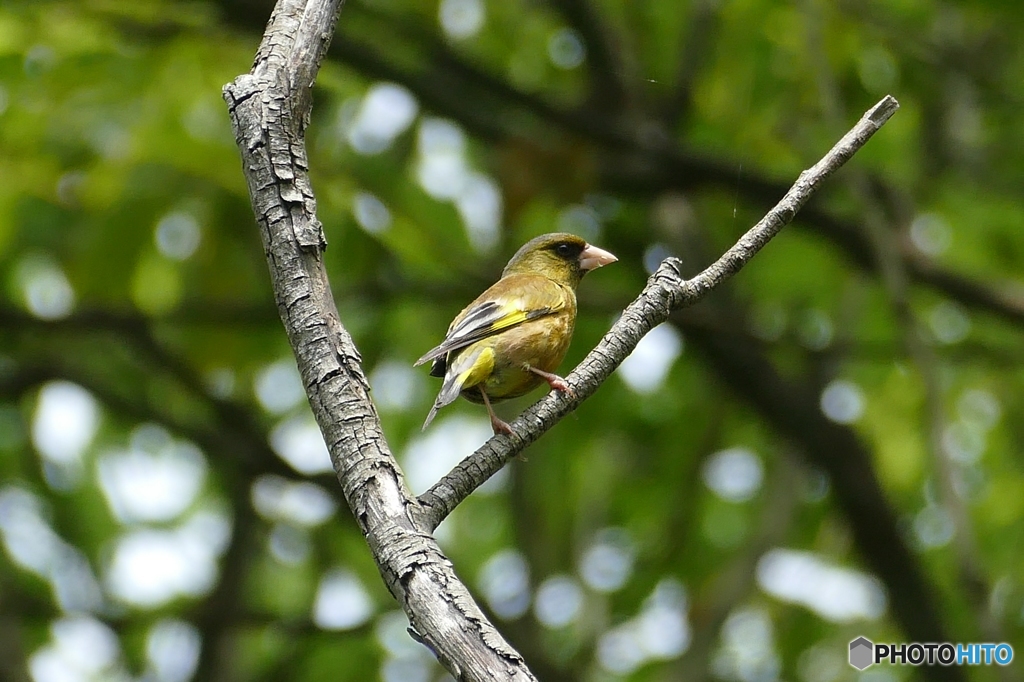 オオカワラヒワ