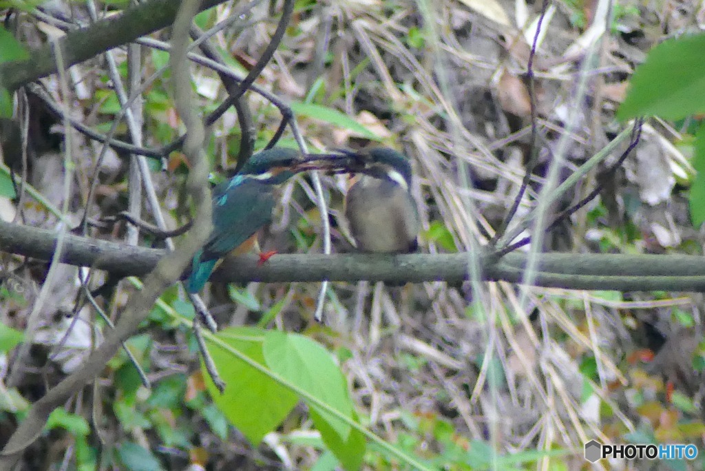 今朝のカワセミ