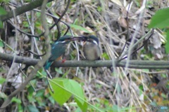 今朝のカワセミ