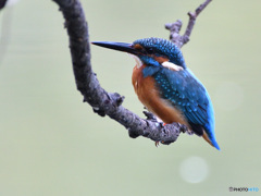 K池のカワセミ