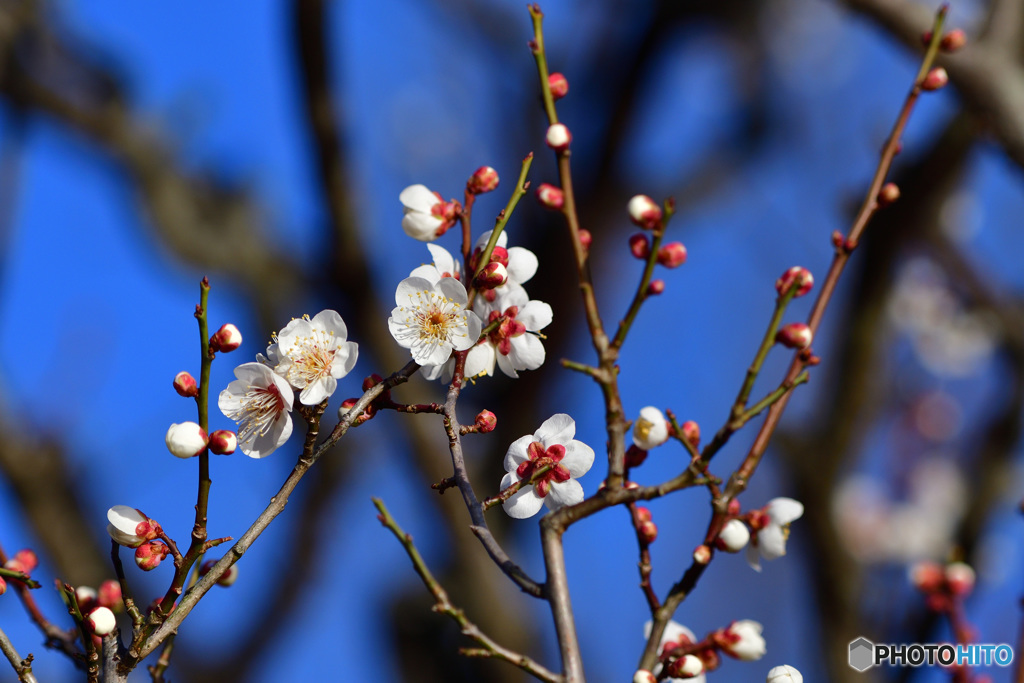 梅の花