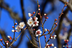 梅の花