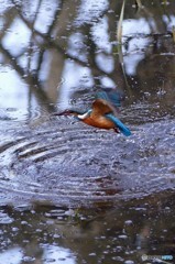 公園のカワセミ