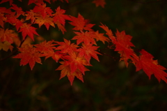 紅葉