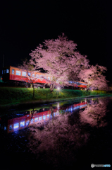 房総の夜桜