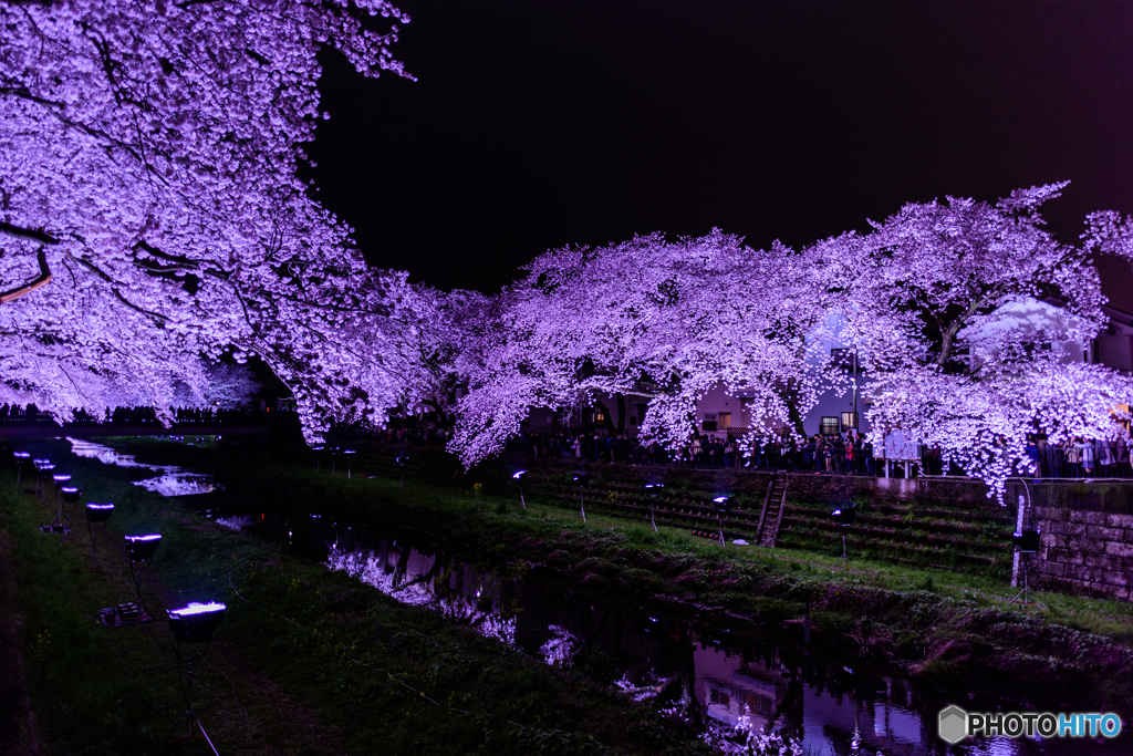 野川 の 桜 ライト アップ