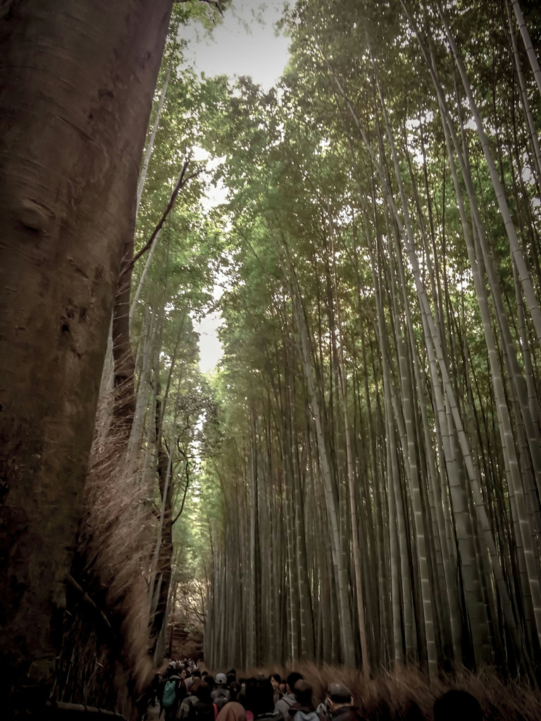 京都嵯峨野 竹林の道　2015.11.22