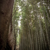 京都嵯峨野 竹林の道　2015.11.22