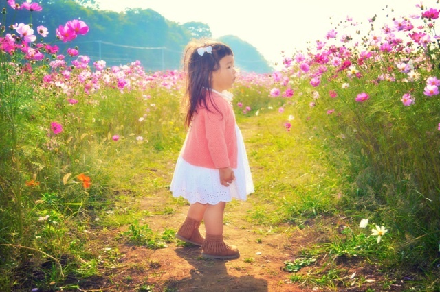 夕暮れ時のコスモス畑