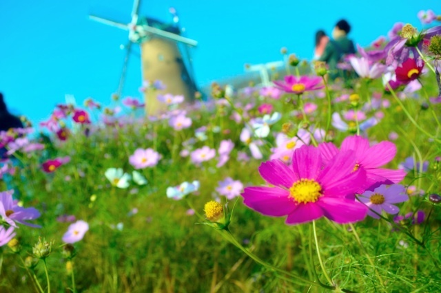 コスモスと父娘