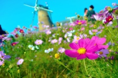 コスモスと父娘