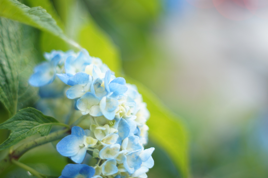 パステルに初夏を彩って♬