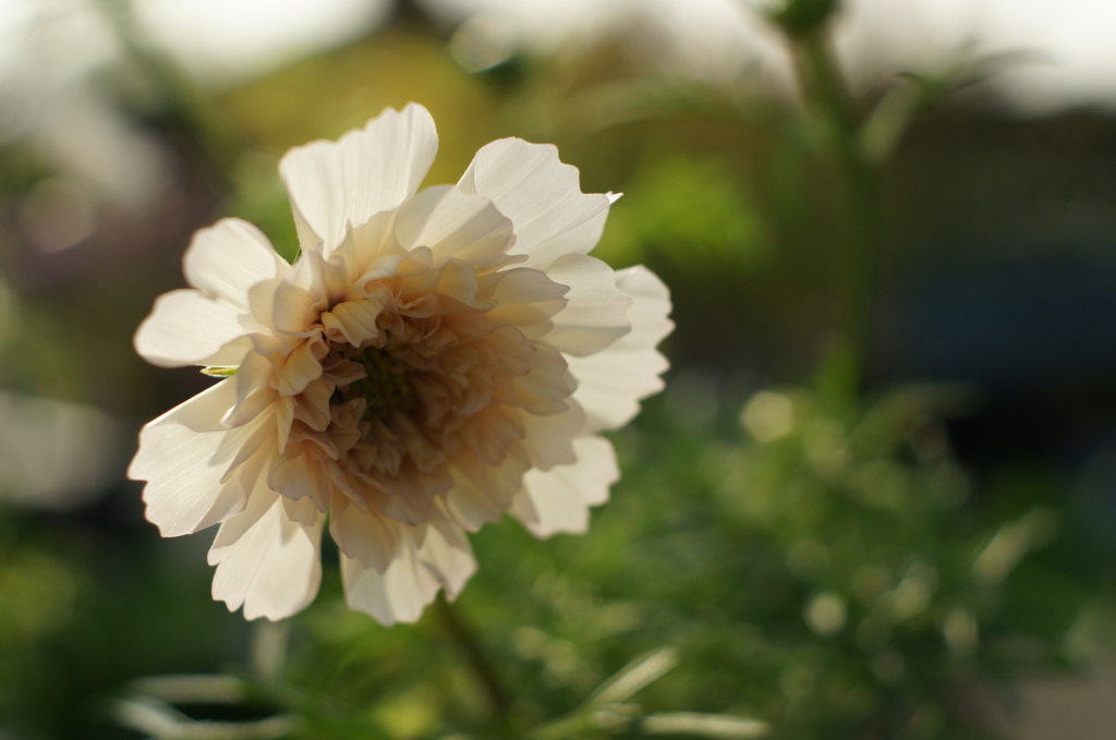 お気に入りのドレス