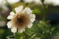 お気に入りのドレス