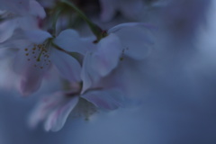 堕落した女神たち