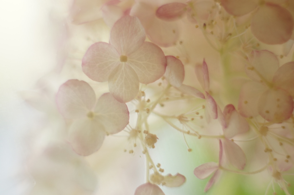 まるで水中花♡