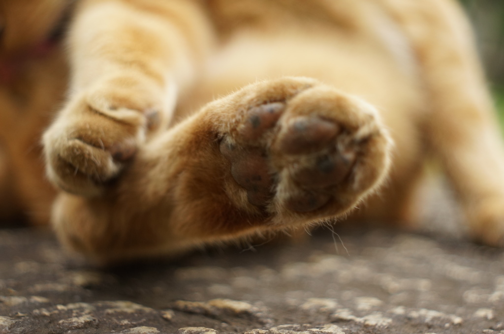 足の裏がなんか痒いなぁ・・・