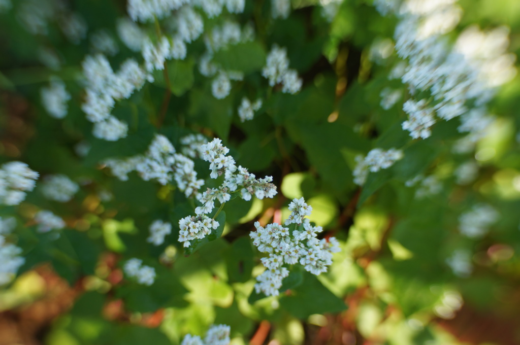 小さな花たちの笑顔