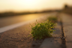 道路脇の雑草にも・・・