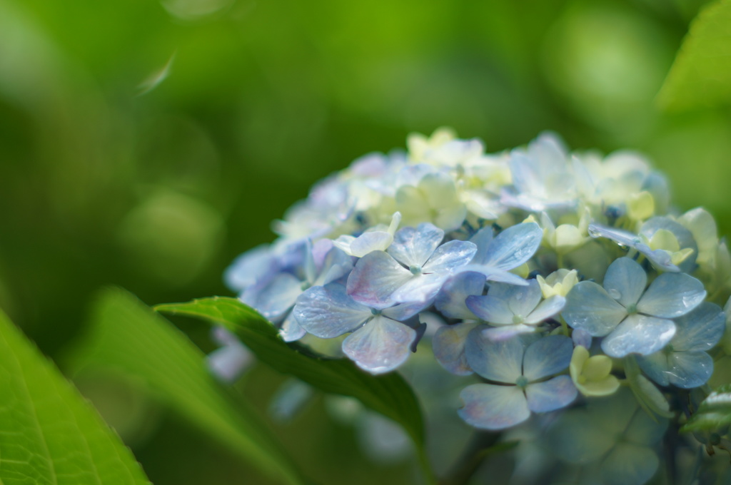 青い紫陽花の物語