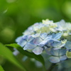 青い紫陽花の物語