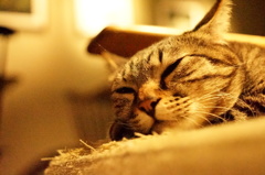 眠いニャー！　もう限界だぁぁぁ・・・ムニャムニャ。
