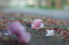 徒桜 -ｱﾀﾞｻﾞｸﾗ-