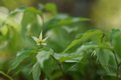 目立たない花にも 春は来る