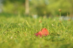 紅一点