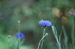 ブルーの花かんむり
