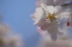 天使がはしゃぐ空に、桜舞う。 ＃1