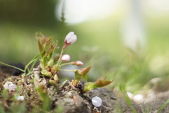 小さな花でも、花は花。