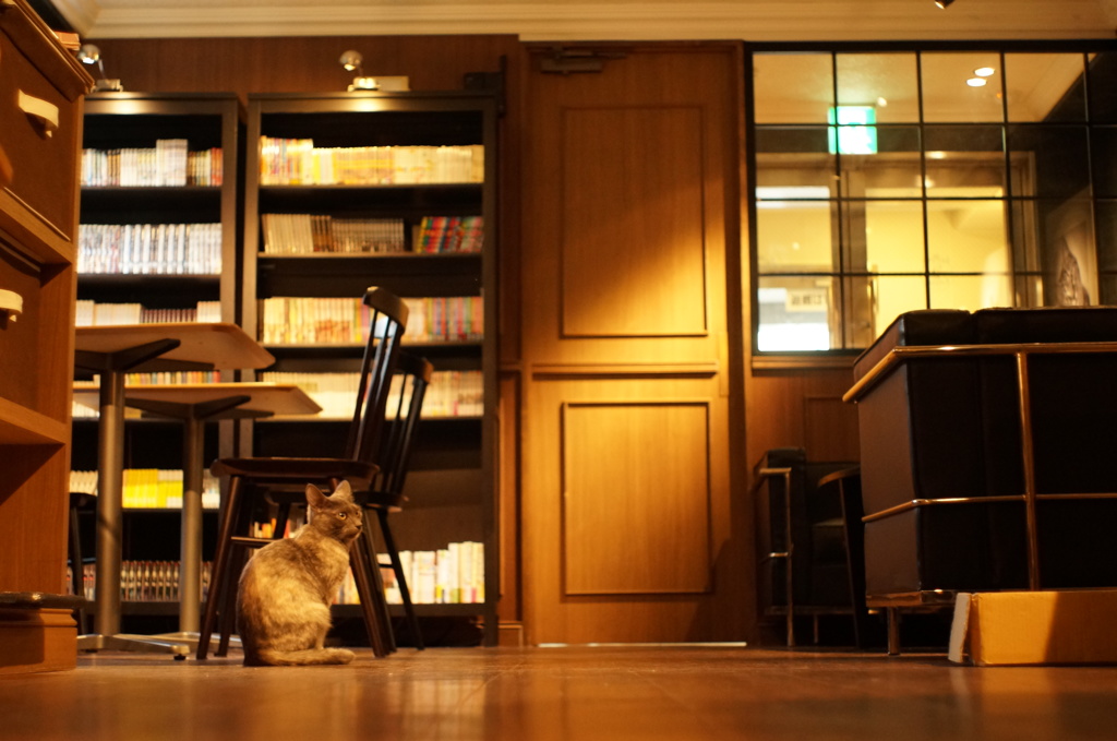 猫のいる光景