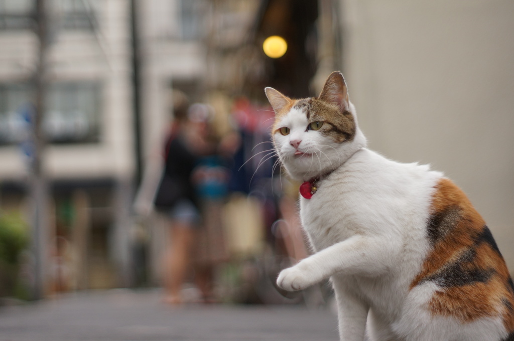 どう生きようとあたしの自由さっ♬（飼い猫だけど・・・）