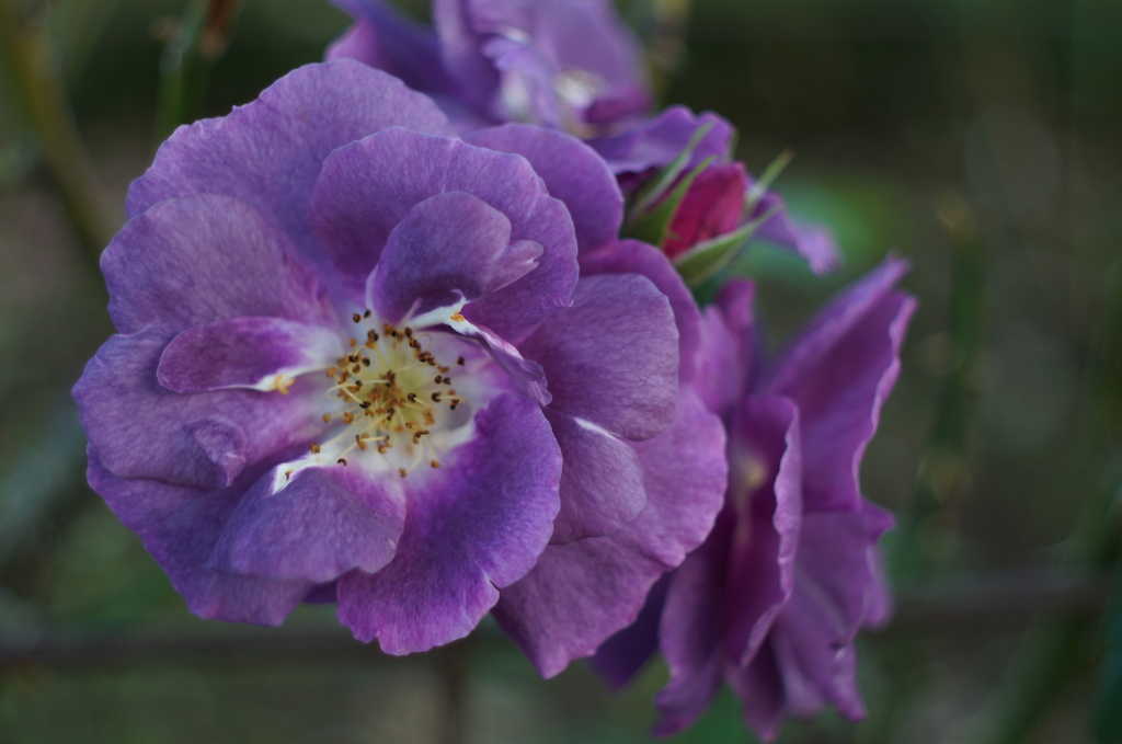 紫色の花、見つけたよ〜　②