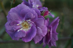 紫色の花、見つけたよ〜　②